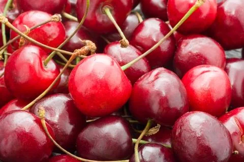 Red cherry Stock Photos