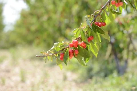 Red Cherry Stock Photos