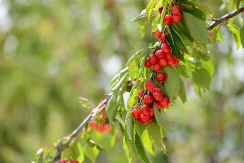 Red Cherry Stock Photos