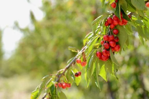 Red Cherry Stock Photos