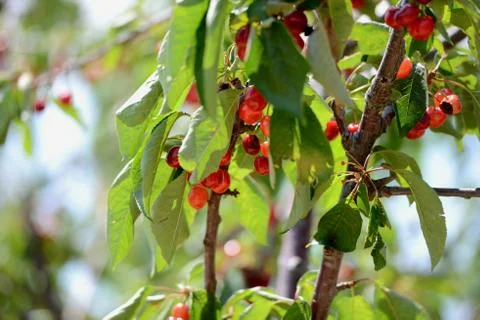 Red Cherry 写真素材