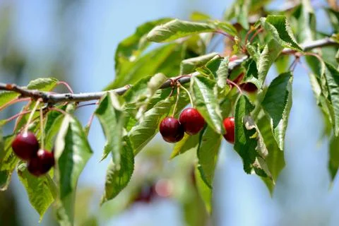 Red Cherry 写真素材