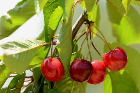 Red Cherry 写真素材