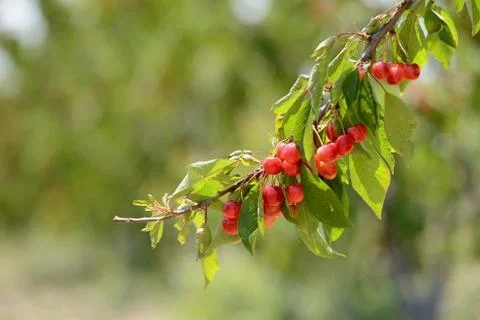 Red Cherry Stock Photos