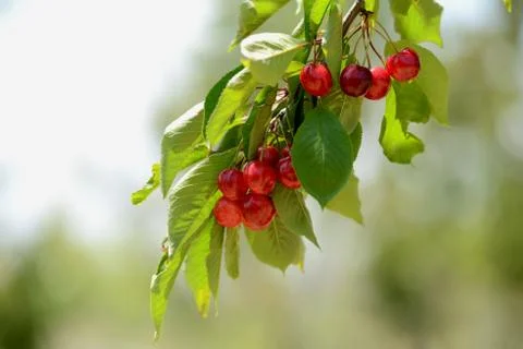 Red Cherry Stock Photos