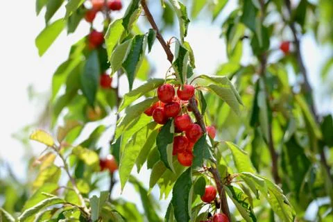 Red Cherry Stock Photos