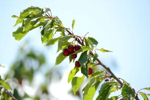 Red Cherry 写真素材