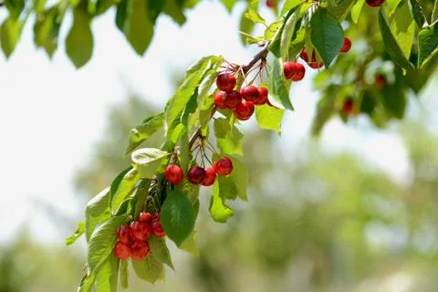 Red Cherry 写真素材