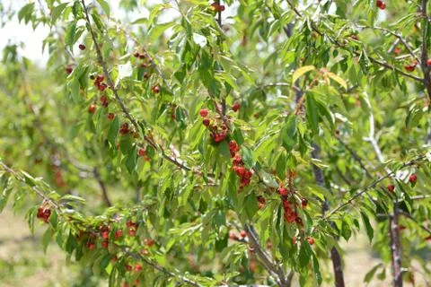 Red Cherry Stock Photos