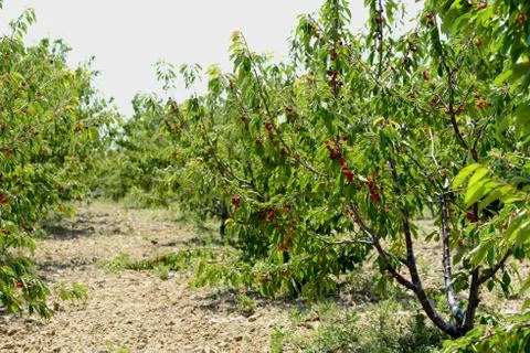 Red Cherry Stock Photos