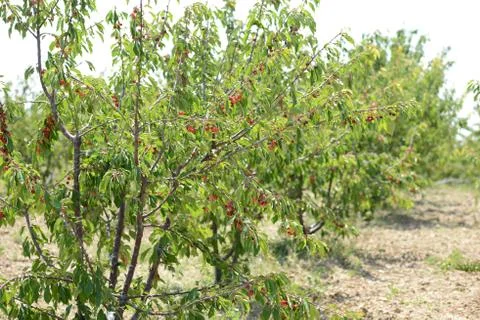 Red Cherry Stock Photos