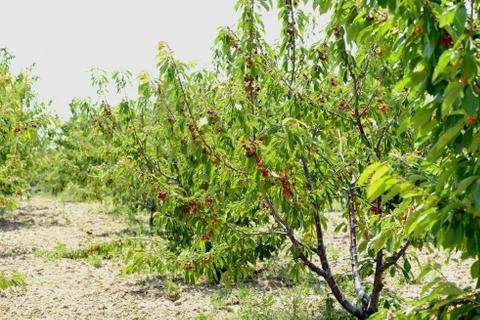 Red Cherry Stock Photos