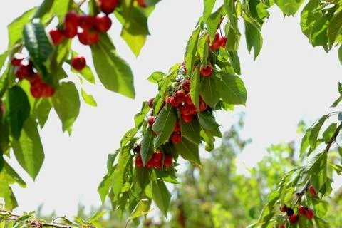 Red Cherry 写真素材