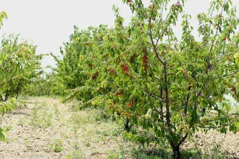 Red Cherry 写真素材