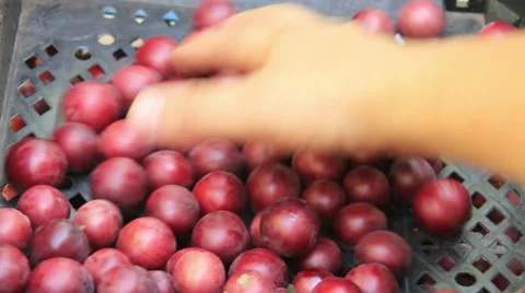Red cherry-plum inspect Stock Footage 49080781