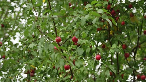 Red cherry plums hanging on a leafy tree branch Stock Footage 344732934