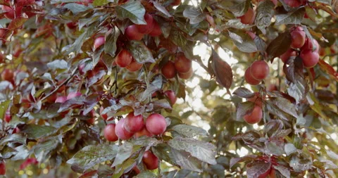 Red cherry plums from a tree with scarlet leaves loaded with ripe fruit. Stock Footage 163344638
