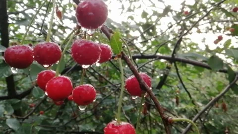 Red cherry in the rain Stock Footage 137331526