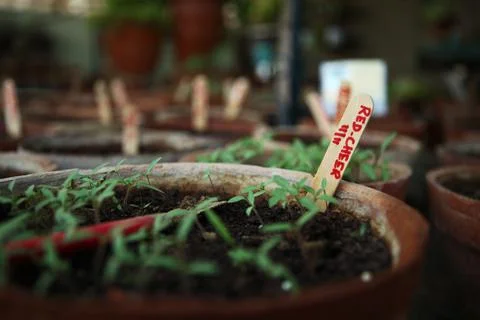 Red Cherry Seedlings in Rooftop Kitchen Garden Stock Photos