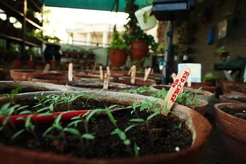 Red Cherry Seedlings in Rooftop Kitchen Garden Stock-Fotos