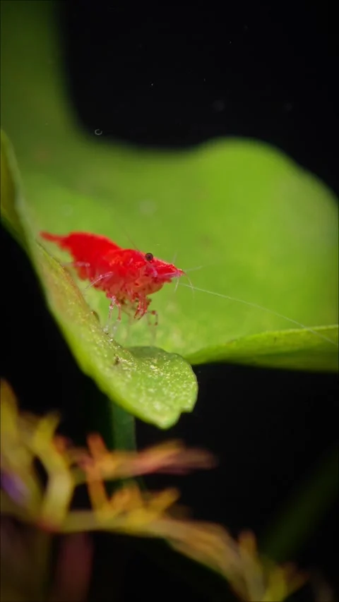 Red cherry shrimp Видео 292122692