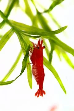 Red cherry shrimp Stock Photos
