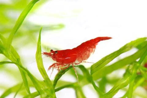 Red cherry shrimp Stock Photos