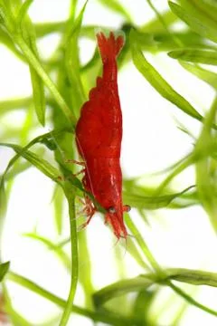 Red cherry shrimp Stock Photos