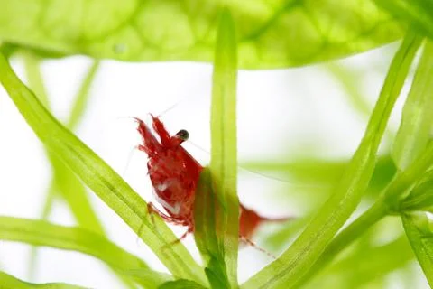 Red cherry shrimp Stock Photos