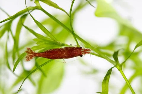 Red cherry shrimp Stock Photos