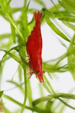Red cherry shrimp Stock Photos