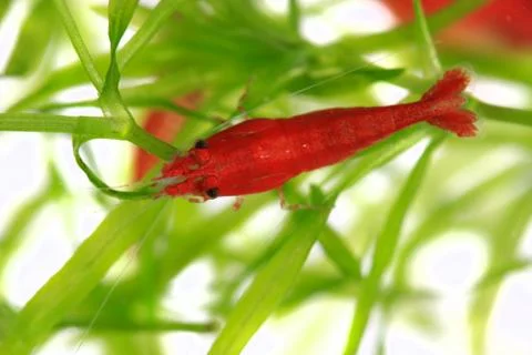 Red cherry shrimp Stock Photos