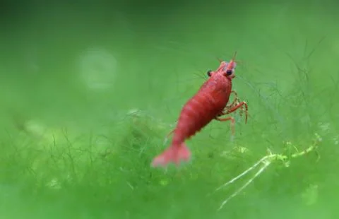 Red cherry shrimp Stock Photos