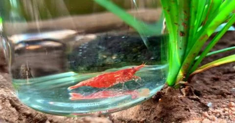 Red Cherry Shrimp. Stock Photos