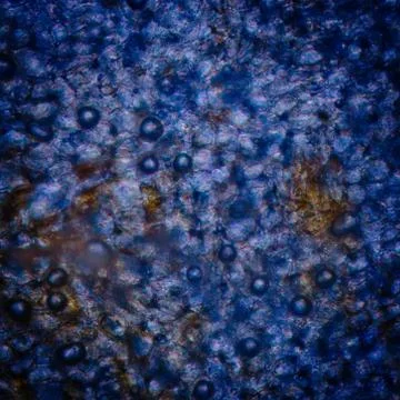 Red cherry stem micrograph Foto stock