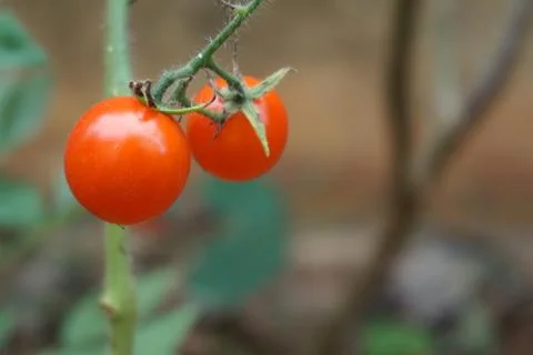Red cherry tomato 002 Stock Photos