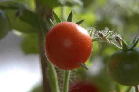Red cherry tomato close-up, macro Stock Photos