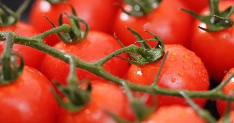 Red cherry tomato Stock Footage 98475847