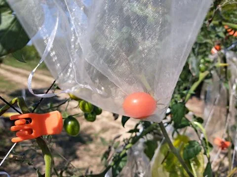 A red cherry tomato in a protective fruit bag. Stock Photos