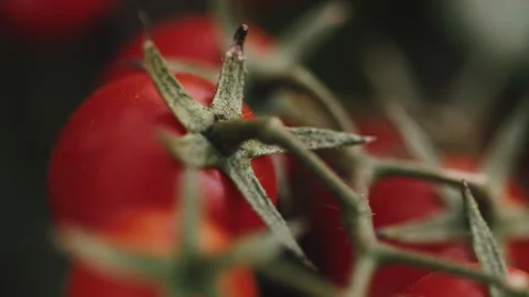 Red cherry tomatoes on a branch Stock Footage 257863293
