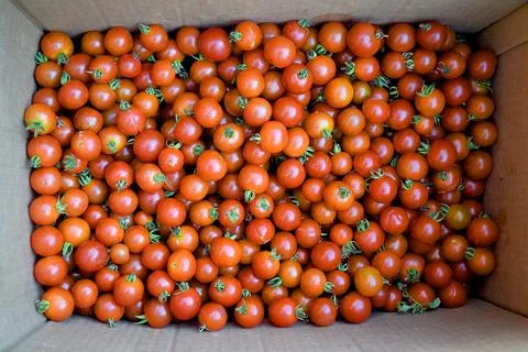 Red cherry tomatoes in a cardboard box. Top view. Photos
