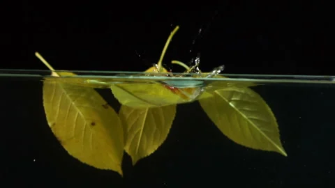 Red cherry tomatoes fall on yellow leaves in the water on a black background, sl Stock Footage 116019544