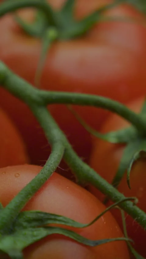 Red cherry tomatoes on a green branch vertical video Stock Footage 310955792