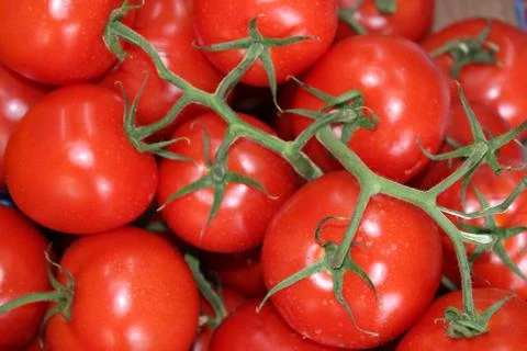 Red cherry tomatoes with green branches red tomatoes are important daily use Stock Photos