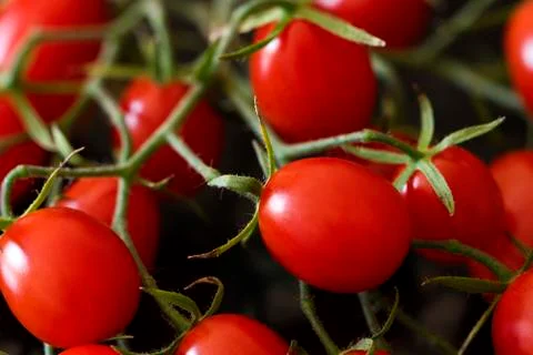 Red cherry tomatoes Stock Photos