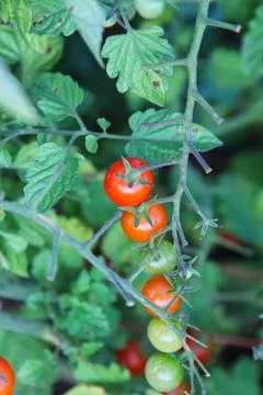 Red Cherry Tomatoes Stock Photos