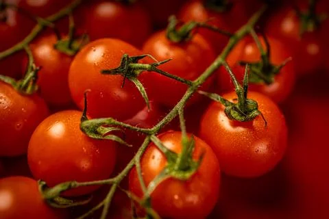 Red cherry tomatoes on red background. Still life food photography Stock Photos
