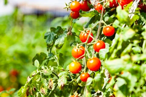 Red Cherry Tomatoes in the Sun Stock Photos