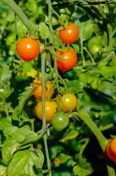 Red cherry tomatoes on the vine Stock Photos