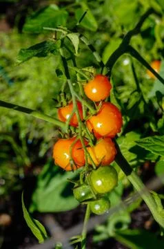 Red cherry tomatoes on the vine Stock-Fotos